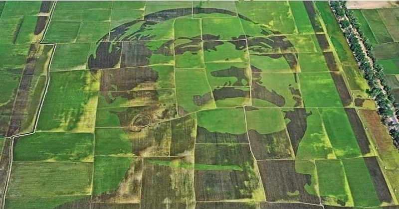 Bangabandhu’s portrait in cropland gets visible
